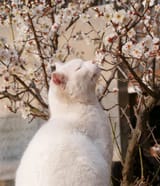 cat with cherry blossom