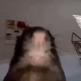 rat