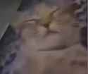 1733556749026299_thumb.jpg