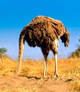035ostrich_468x538