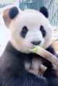 stress eating pandaren_thumb.jpg