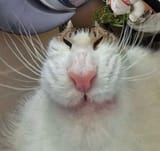 17368653013293