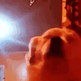 dog-cute-dog