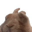 1752118345813773