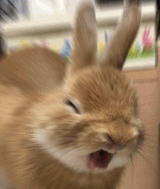 AAAIIIEEE