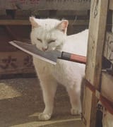 566