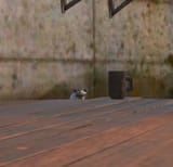 honk