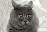 startled-cat-5-e1d007b13bf14746a4f4dfe369d6d6ce