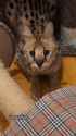 Quercus yapper [sound=files.catbox.moe%2Fc98p4m.mp3]_thumb.jpg