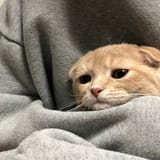 sad cat