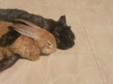 blaze taking a break with amiya