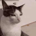judgemental luna