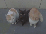 1730448870706997