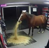 vomiting horse
