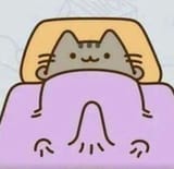 cat_erection