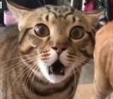 cat image 6