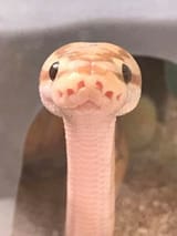 sneg