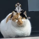 fatcatter