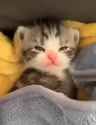 cat-kitty_thumb.jpg