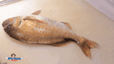 pargusmajor-fish