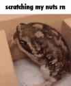scratching-my_thumb.jpg