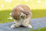 shy bnu