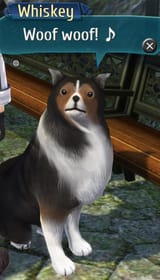 dog