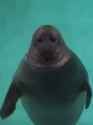 sad-seal-seal_thumb.jpg