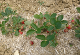 naturescandy