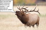 Elk