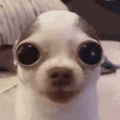 140112914.20000005_42524898.8_dogbreathe
