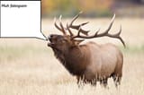 elk