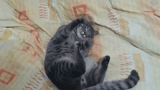 cat-kneading-nothign