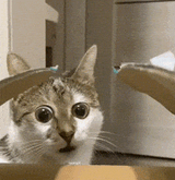 cat-wtf