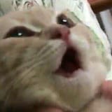 scrimblooooooo