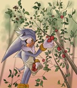 applever