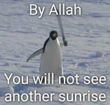 bosnian penguin