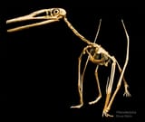 Pterodactylus-skeleton-Bruce-Mohn-1000