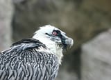 eagle-vulture-predator_aWhoZpSZmpqtpaSklGdqZmatZm1lbQ-1352937961