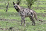 26SM hyena 2