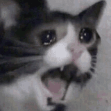 nyoooooooo