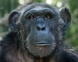 bonobo