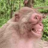 laughing-laugh