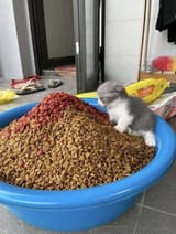 catfood