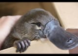 PLATYPUS