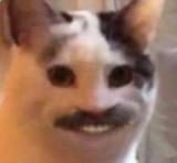 moustache_cat