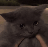 sadmoonie