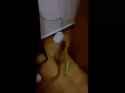 papyrus scaredy cat[sound=files.catbox.moe%2fqu53wy.mp4]_thumb.jpg