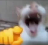 elgato