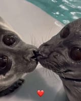 smooch